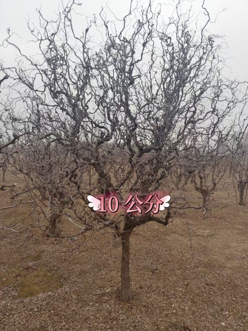 龙须枣树