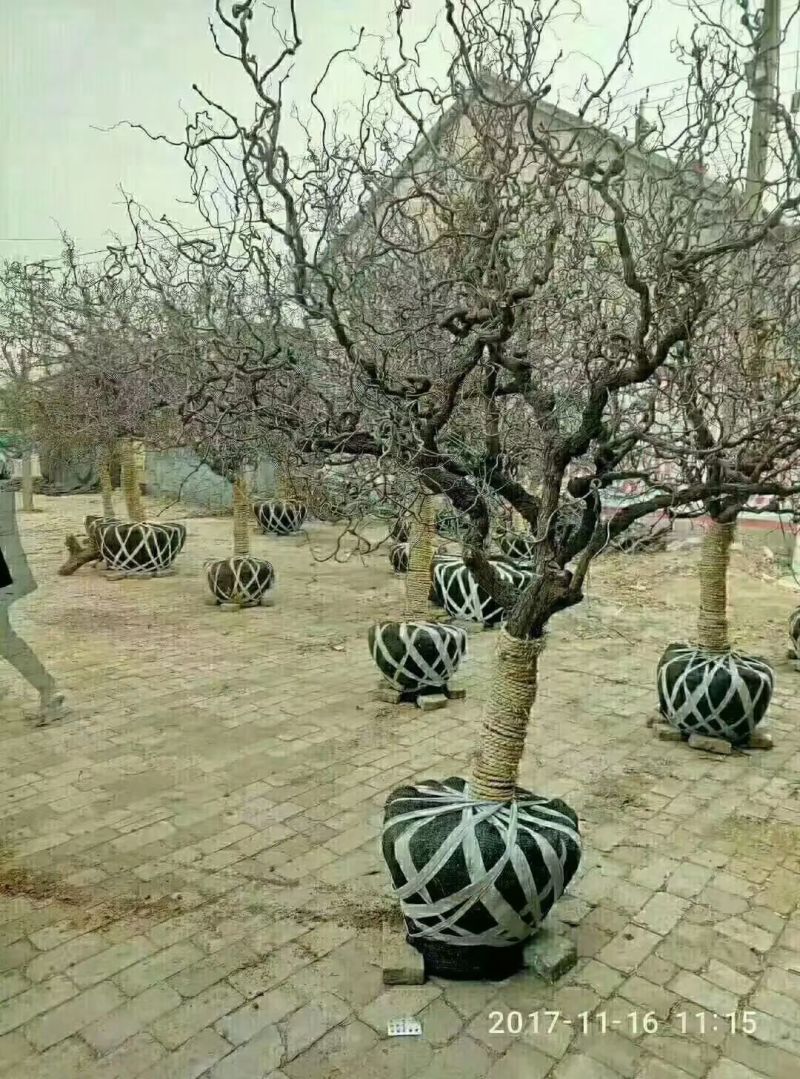 龙须枣树