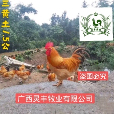 三黄鸡苗【高销量热卖】《有经营许可证》买卖更放心
