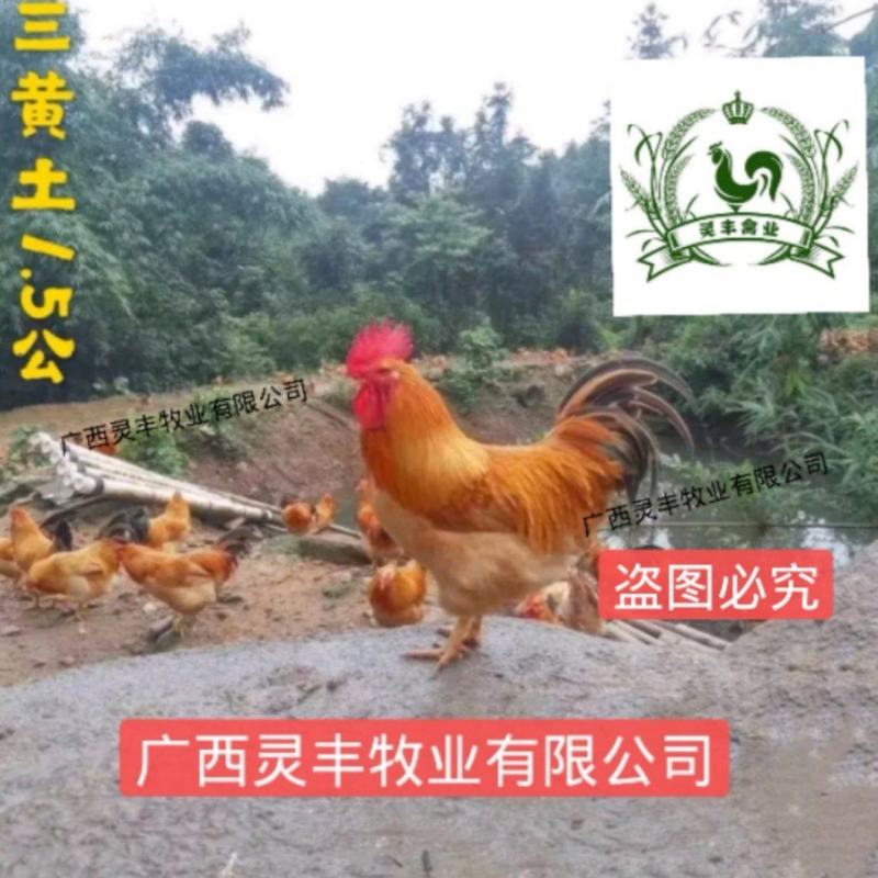 三黄鸡苗【高销量热卖】《有经营许可证》买卖更放心