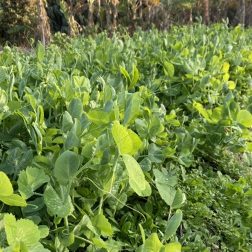 鲜摘碗豆苗一口尝春鲜深圳种植基地直供现采现摘