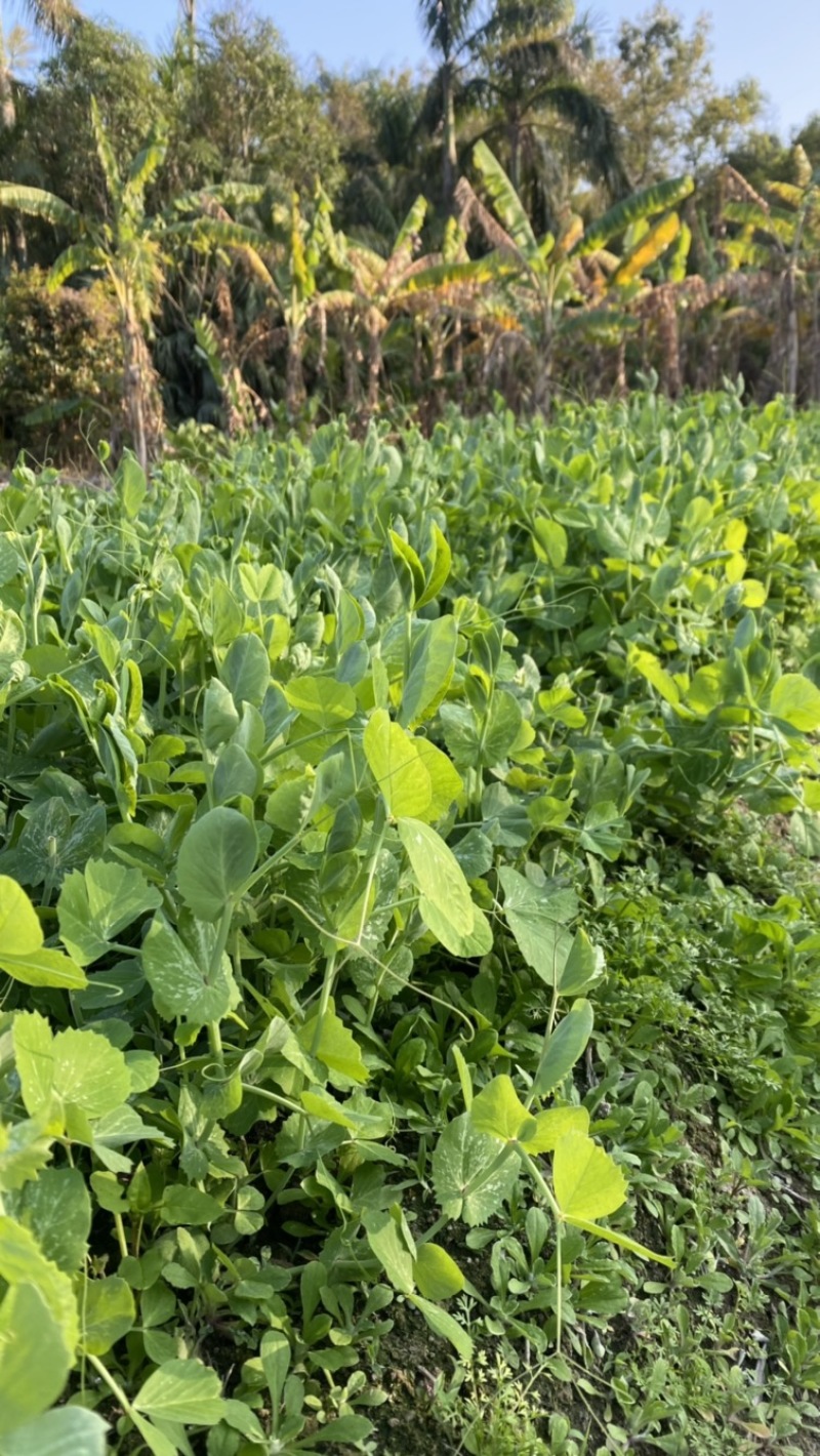 鲜摘碗豆苗一口尝春鲜深圳种植基地直供现采现摘