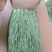 贡菜