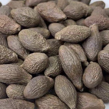 胖大海正品无硫易泡水泡茶精选好货实物拍摄