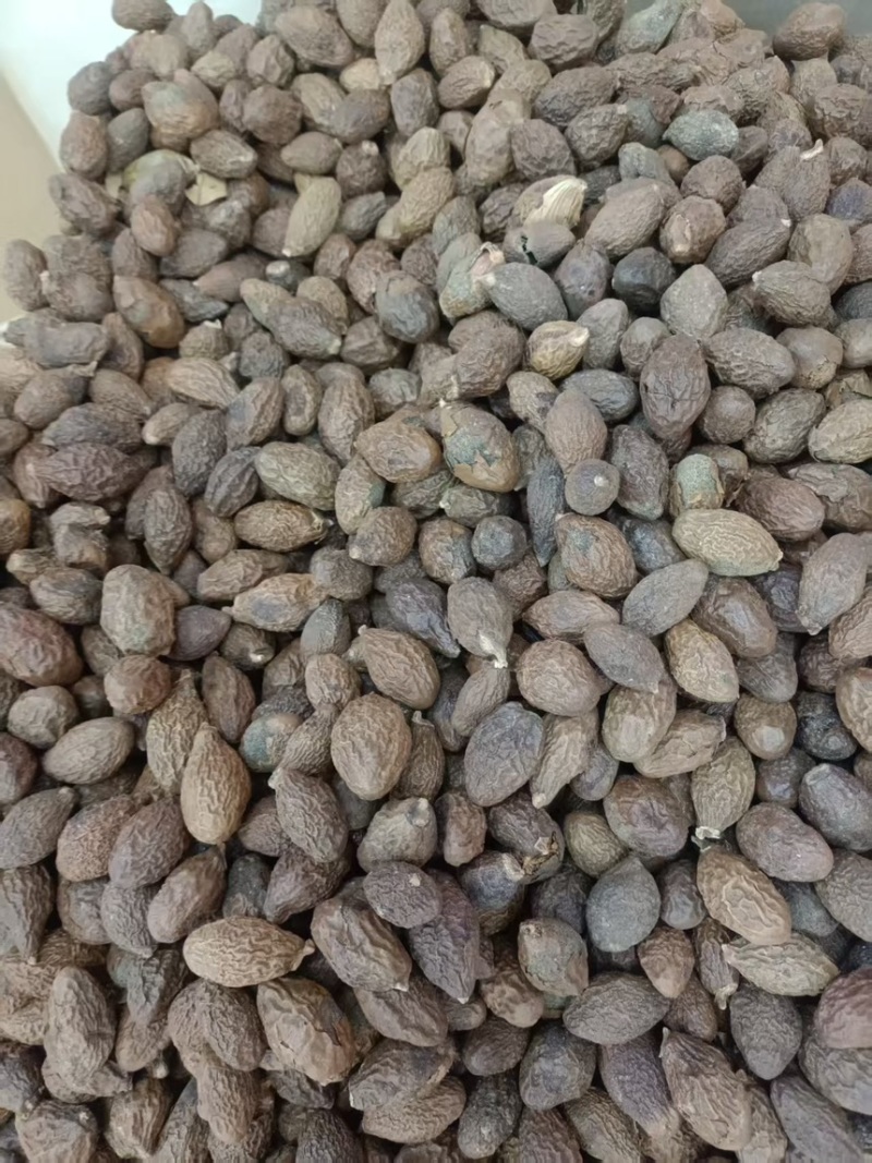 胖大海正品无硫易泡水泡茶精选好货实物拍摄