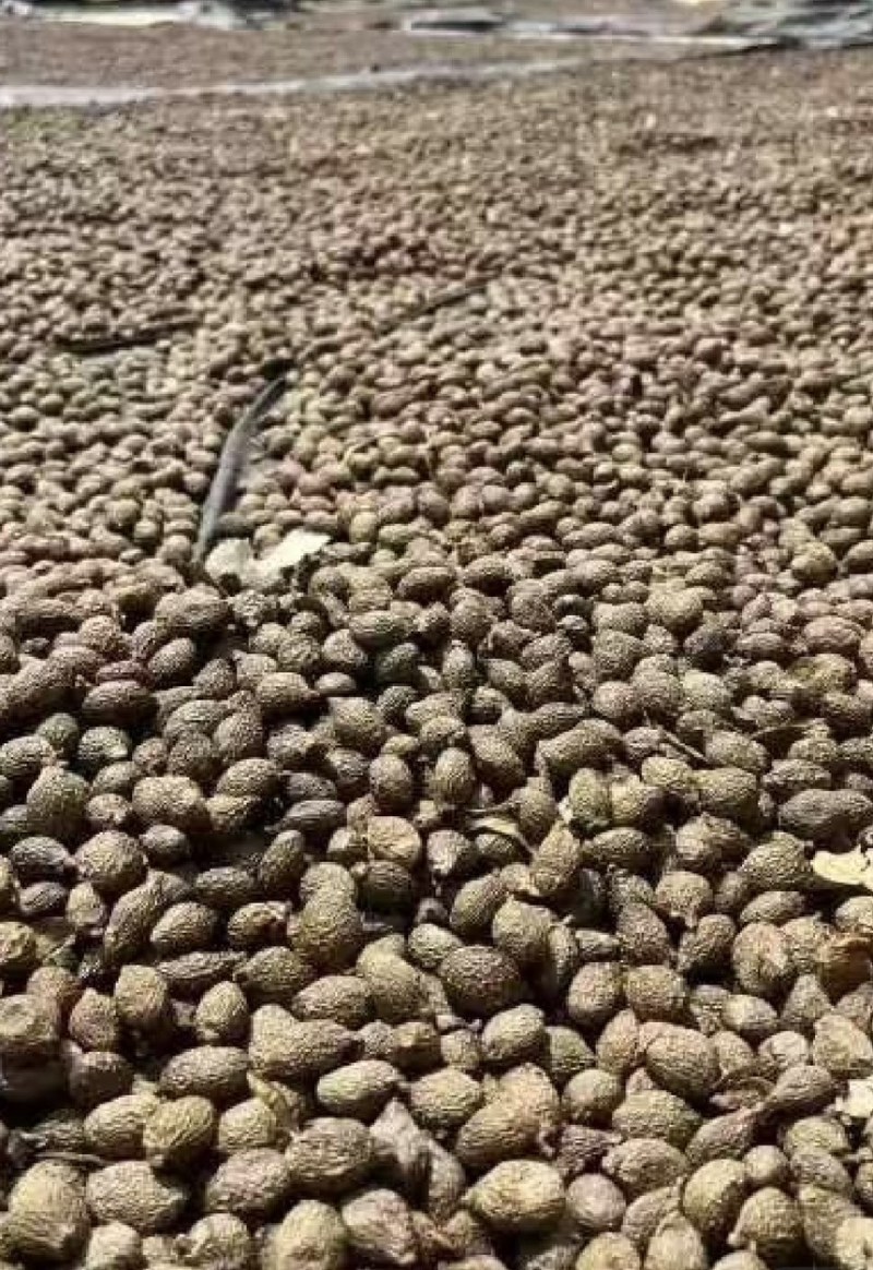 胖大海正品无硫易泡水泡茶精选好货实物拍摄