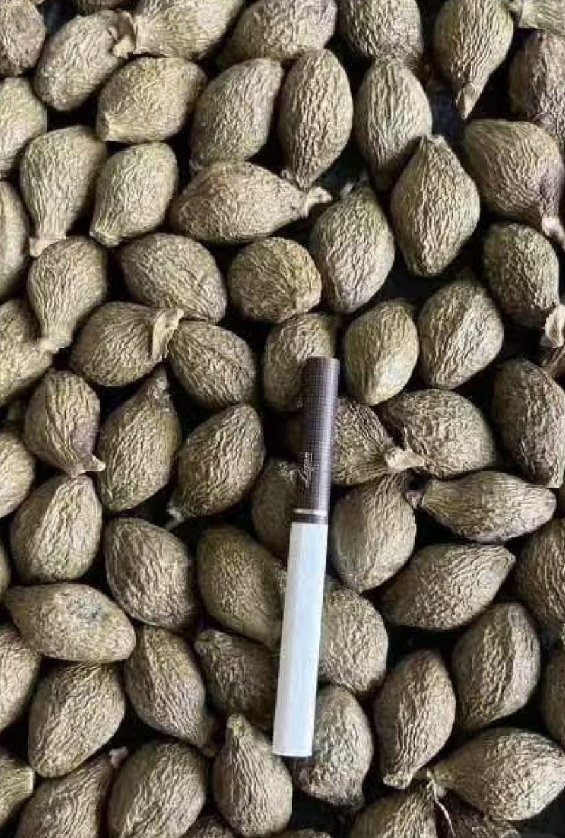 胖大海正品无硫易泡水泡茶精选好货实物拍摄