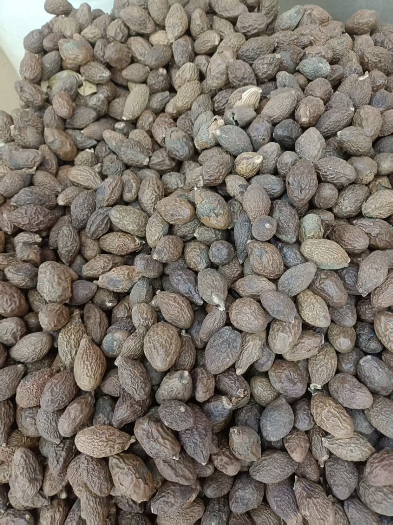 胖大海正品无硫易泡水泡茶精选好货实物拍摄