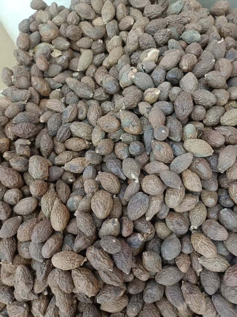 胖大海正品无硫易泡水泡茶精选好货实物拍摄