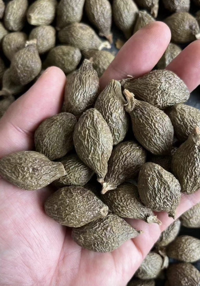 胖大海正品无硫易泡水泡茶精选好货实物拍摄