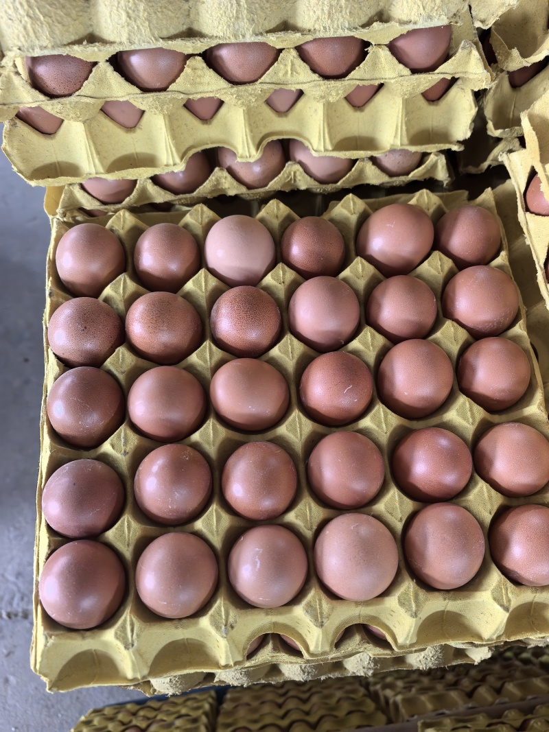 精品无抗红鸡蛋