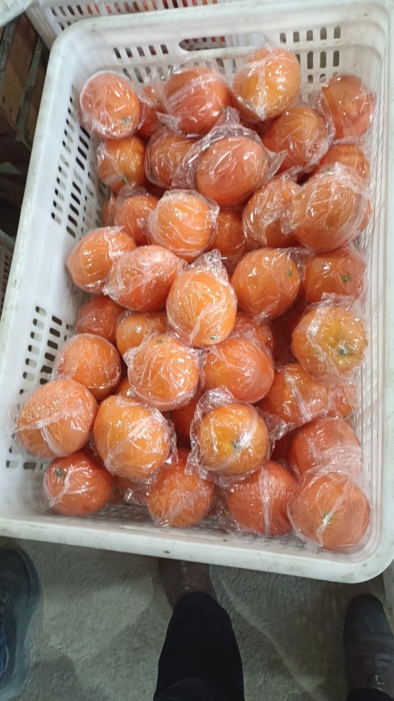 赣南脐橙