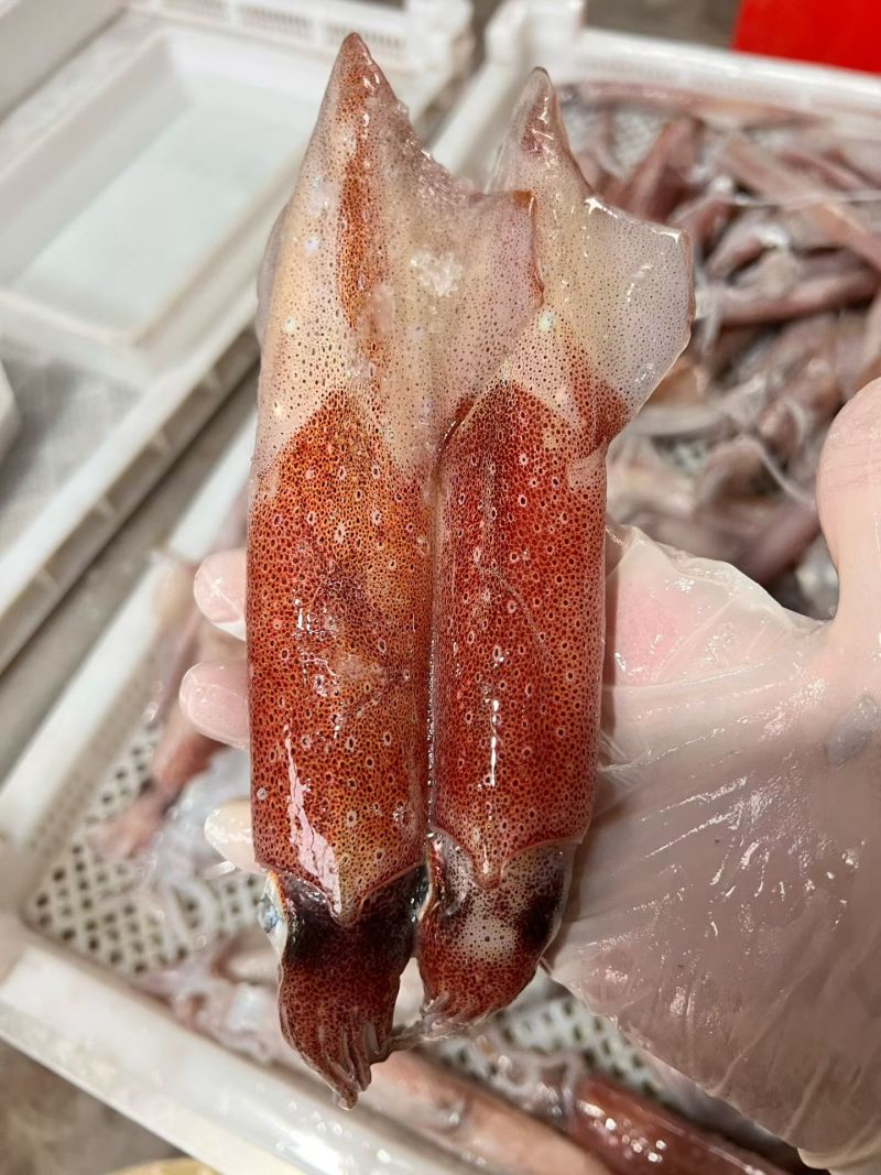 北部湾钓鱿