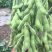 毛豆种大荚翠绿宝系列，绿宝石系列耐老时间长。