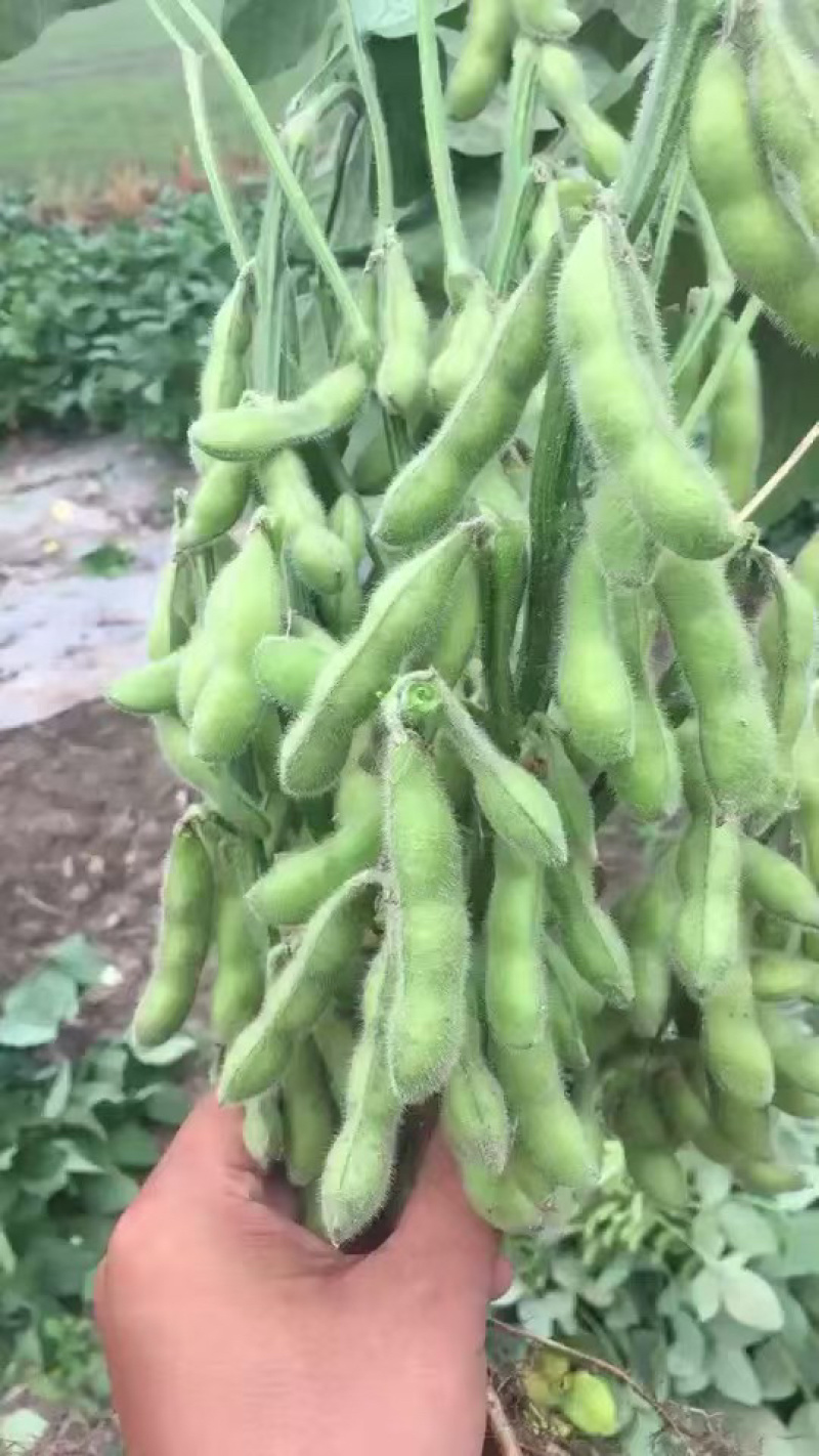 毛豆种大荚翠绿宝系列，绿宝石系列耐老时间长。