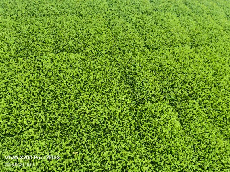 小盒豌豆苗800克装豌豆苗可视频看货欢迎来电采购洽