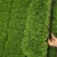 小盒豌豆苗800克装豌豆苗可视频看货欢迎来电采购洽