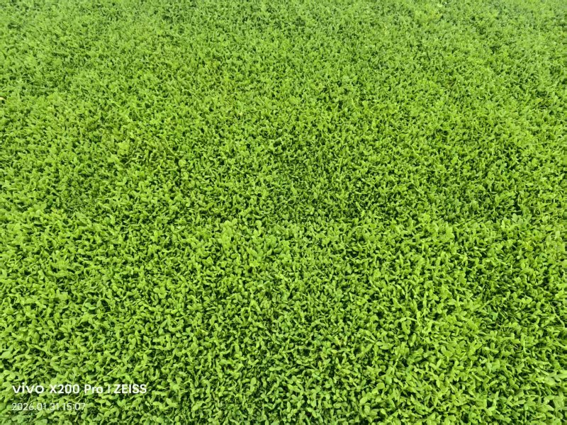 小盒豌豆苗800克装豌豆苗可视频看货欢迎来电采购洽