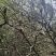 野生道地药材，无残留无硫，自然晒干，无柄无杂质。