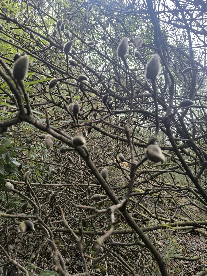 野生道地药材，无残留无硫，自然晒干，无柄无杂质。