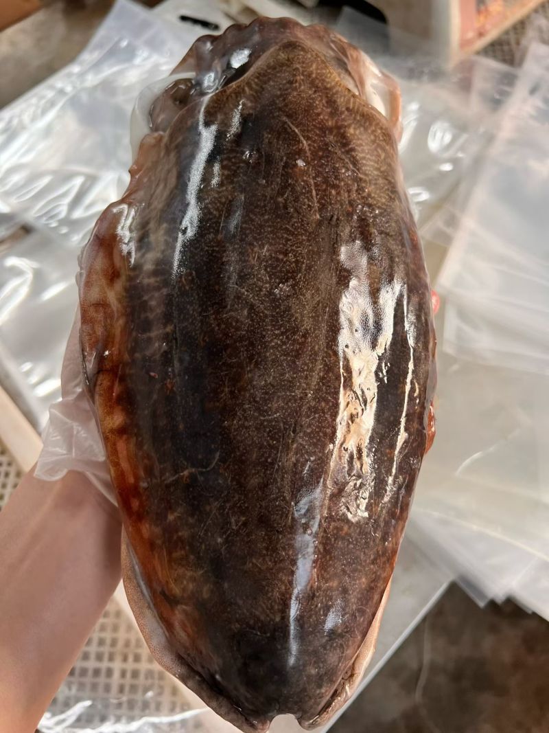 墨鱼