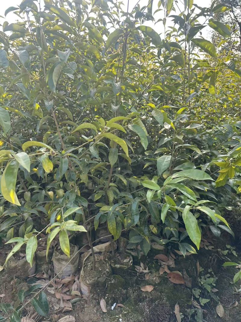 青冈杯苗，大量现货