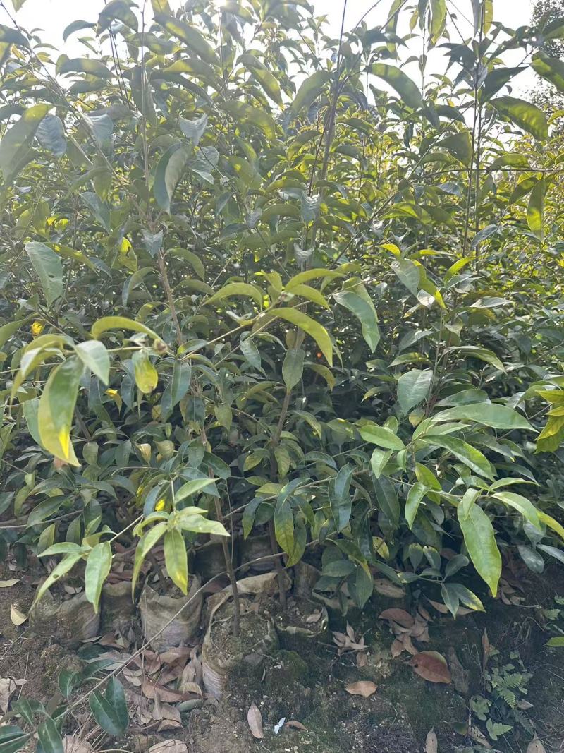 青冈杯苗，大量现货