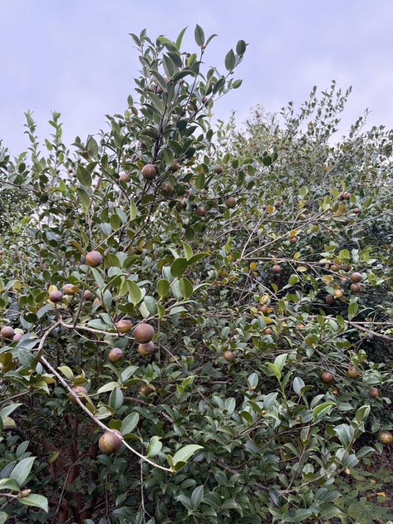 高产油茶树．带土球油茶苗、大山茶树苗．绿化苗．