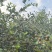 高产油茶树．带土球油茶苗、大山茶树苗．绿化苗．