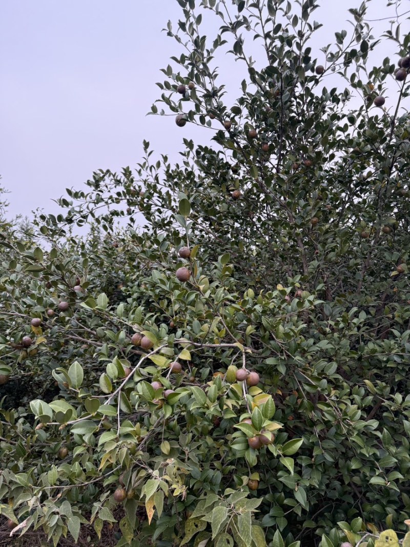高产油茶树．带土球油茶苗、大山茶树苗．绿化苗．