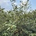 高产油茶树．带土球油茶苗、大山茶树苗．绿化苗．