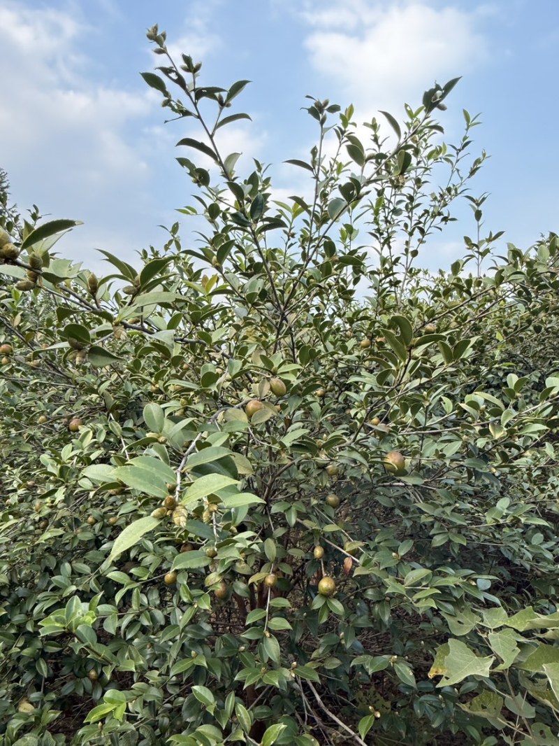 高产油茶树．带土球油茶苗、大山茶树苗．绿化苗．