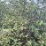 高产油茶树．带土球油茶苗、大山茶树苗．绿化苗．