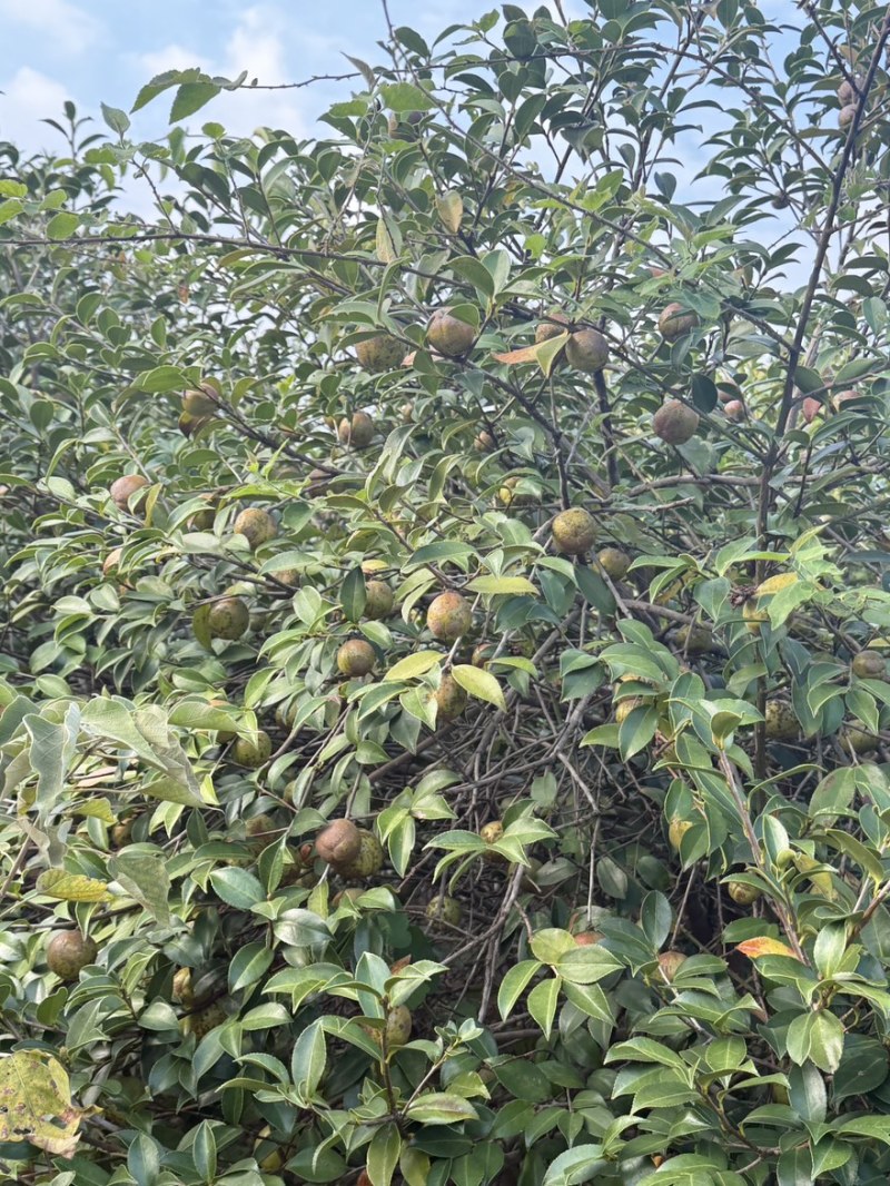 高产油茶树．带土球油茶苗、大山茶树苗．绿化苗．