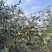 高产油茶树．带土球油茶苗、大山茶树苗．绿化苗．