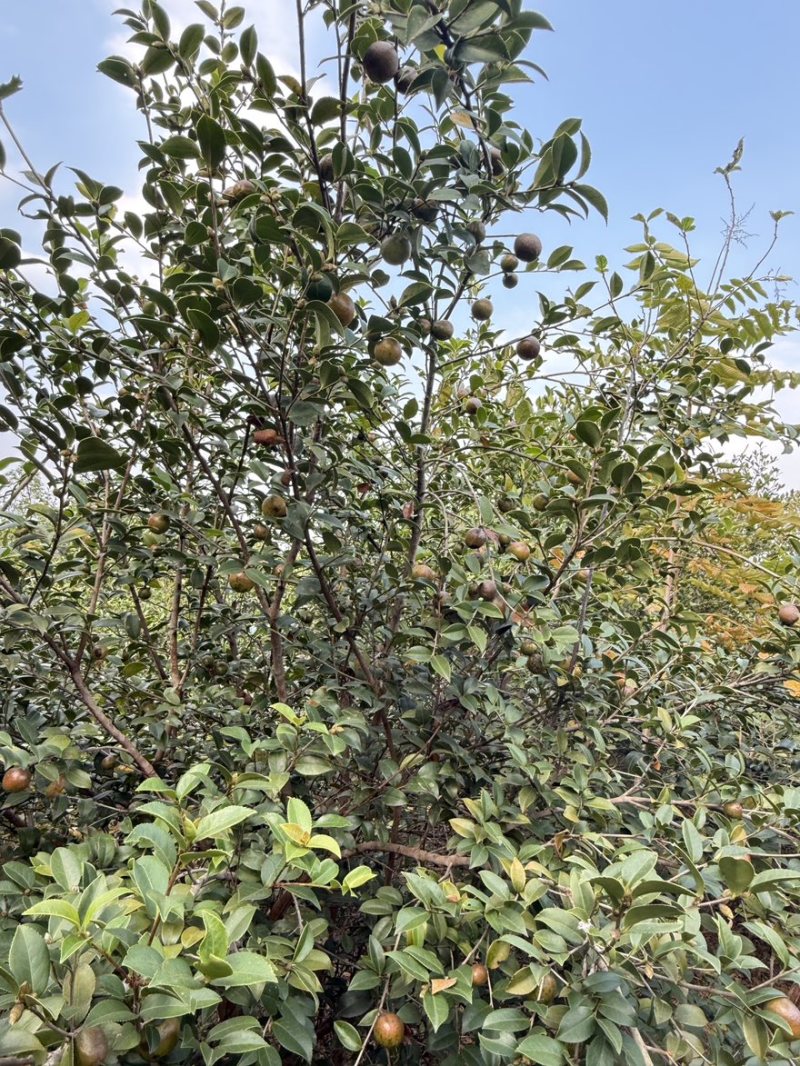 高产油茶树．带土球油茶苗、大山茶树苗．绿化苗．