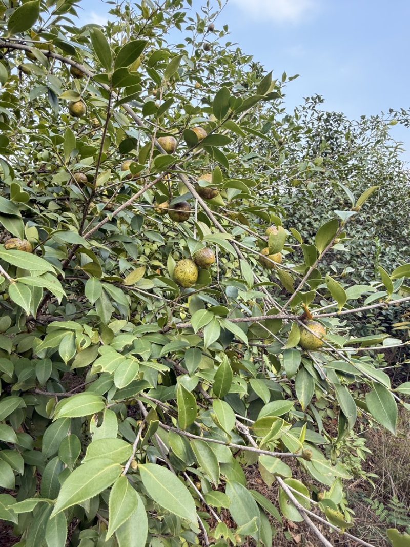 高产油茶树．带土球油茶苗、大山茶树苗．绿化苗．