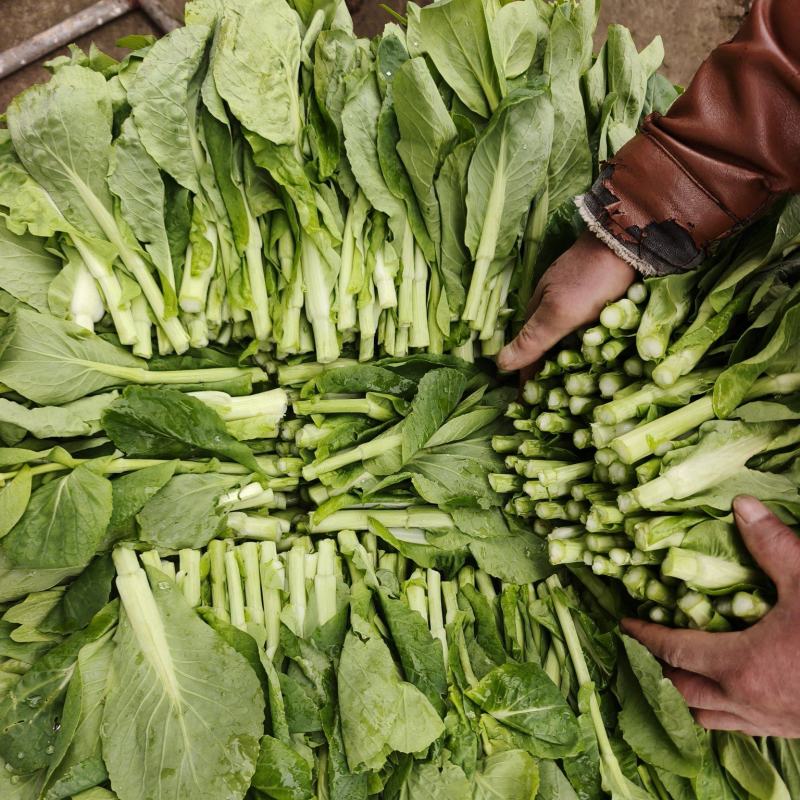贵州贵阳修文绿色蔬菜白菜苔喜欢的联系