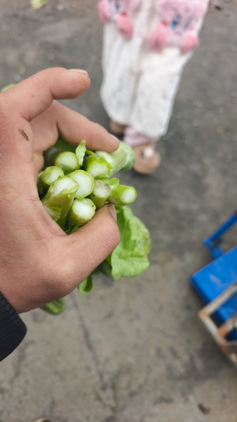 贵州贵阳修文绿色蔬菜白菜苔喜欢的联系