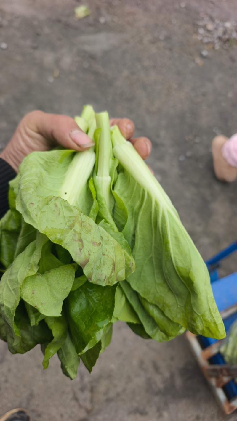 贵州贵阳修文绿色蔬菜白菜苔喜欢的联系