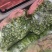 贵州贵阳修文绿色蔬菜白菜苔喜欢的联系