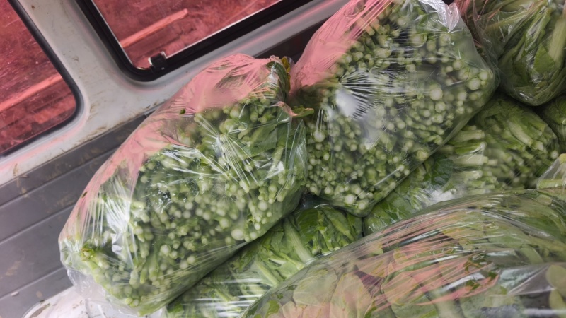 贵州贵阳修文绿色蔬菜白菜苔喜欢的联系