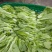 贵州贵阳修文绿色蔬菜白菜苔喜欢的联系