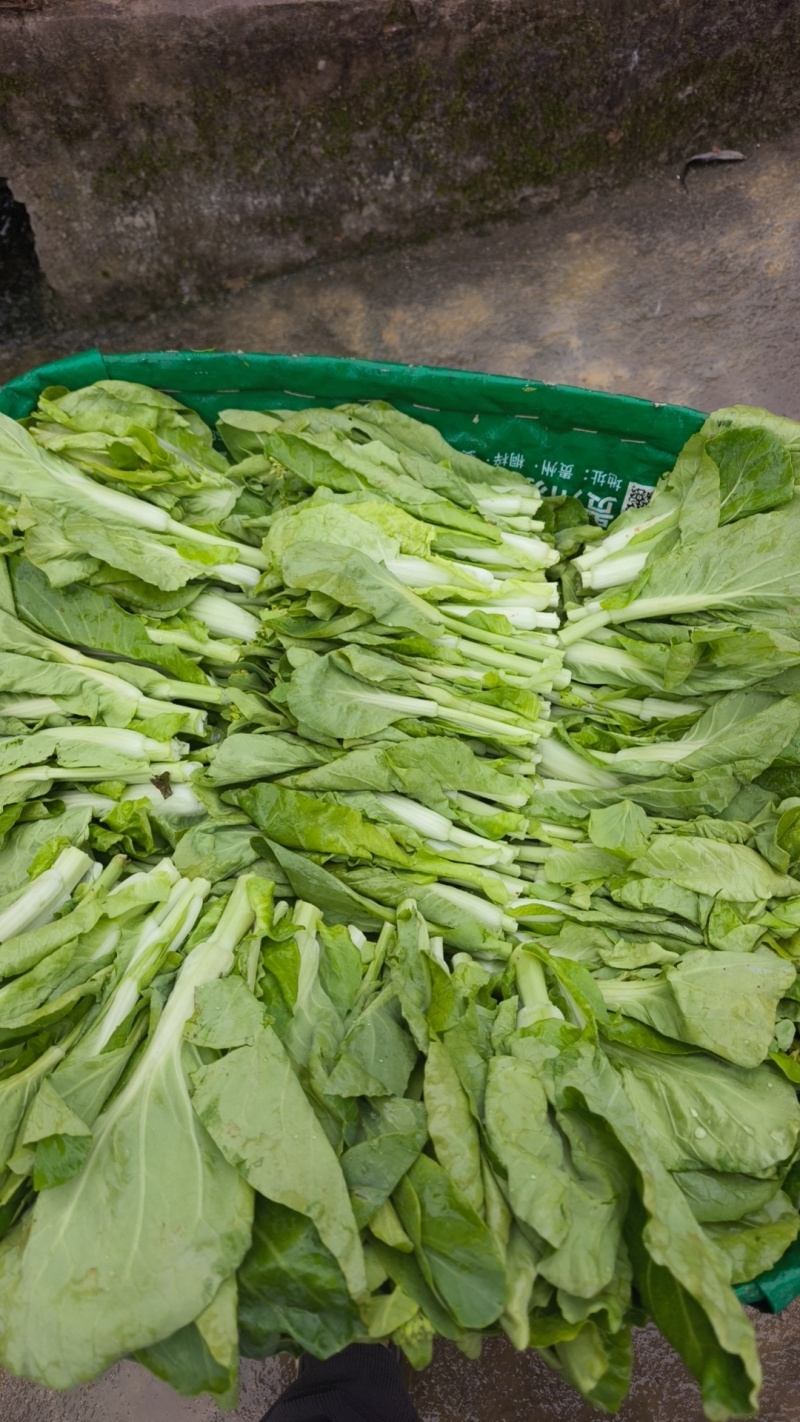 贵州贵阳修文绿色蔬菜白菜苔喜欢的联系