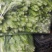 贵州贵阳修文绿色蔬菜白菜苔喜欢的联系