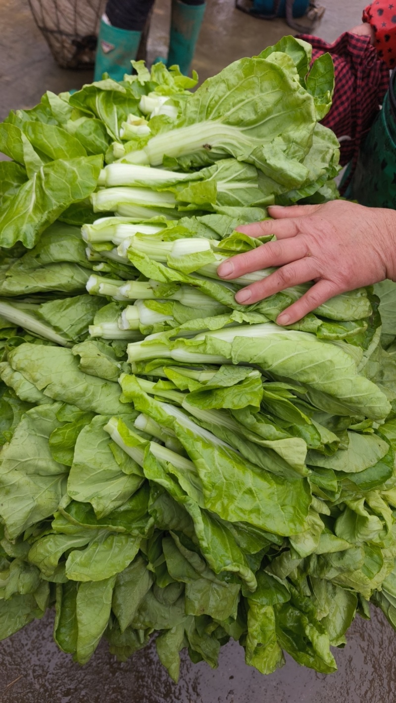 贵州贵阳修文绿色蔬菜白菜苔喜欢的联系