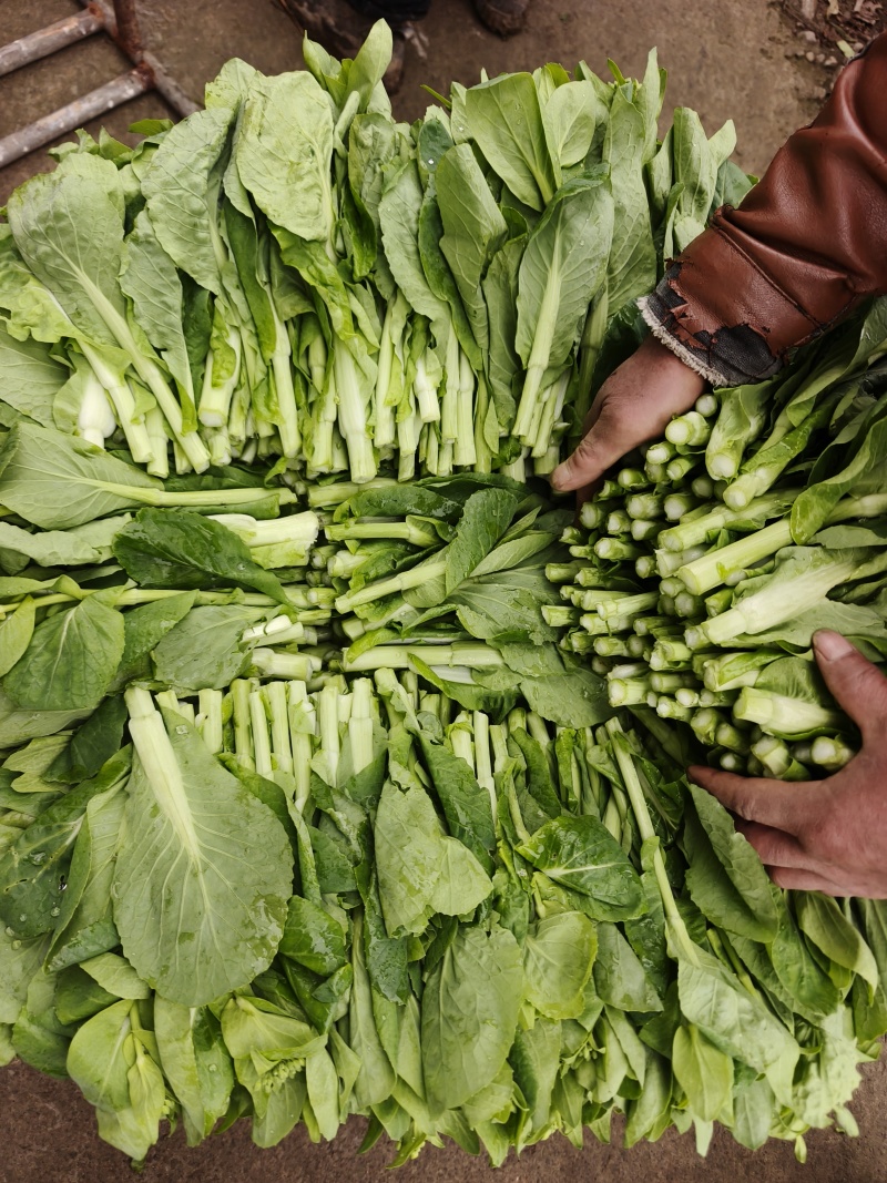 贵州贵阳修文绿色蔬菜白菜苔喜欢的联系