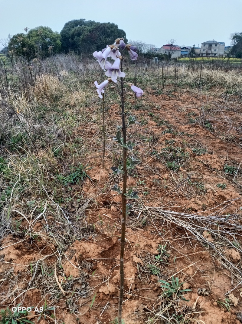 紫花泡桐根桩