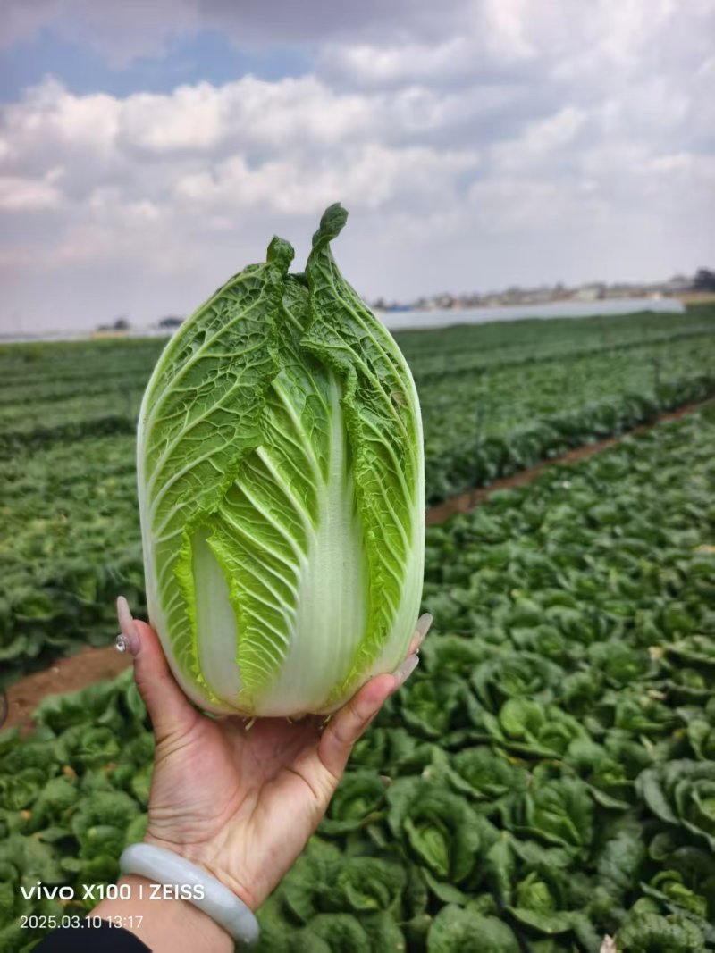 云南精品娃娃菜