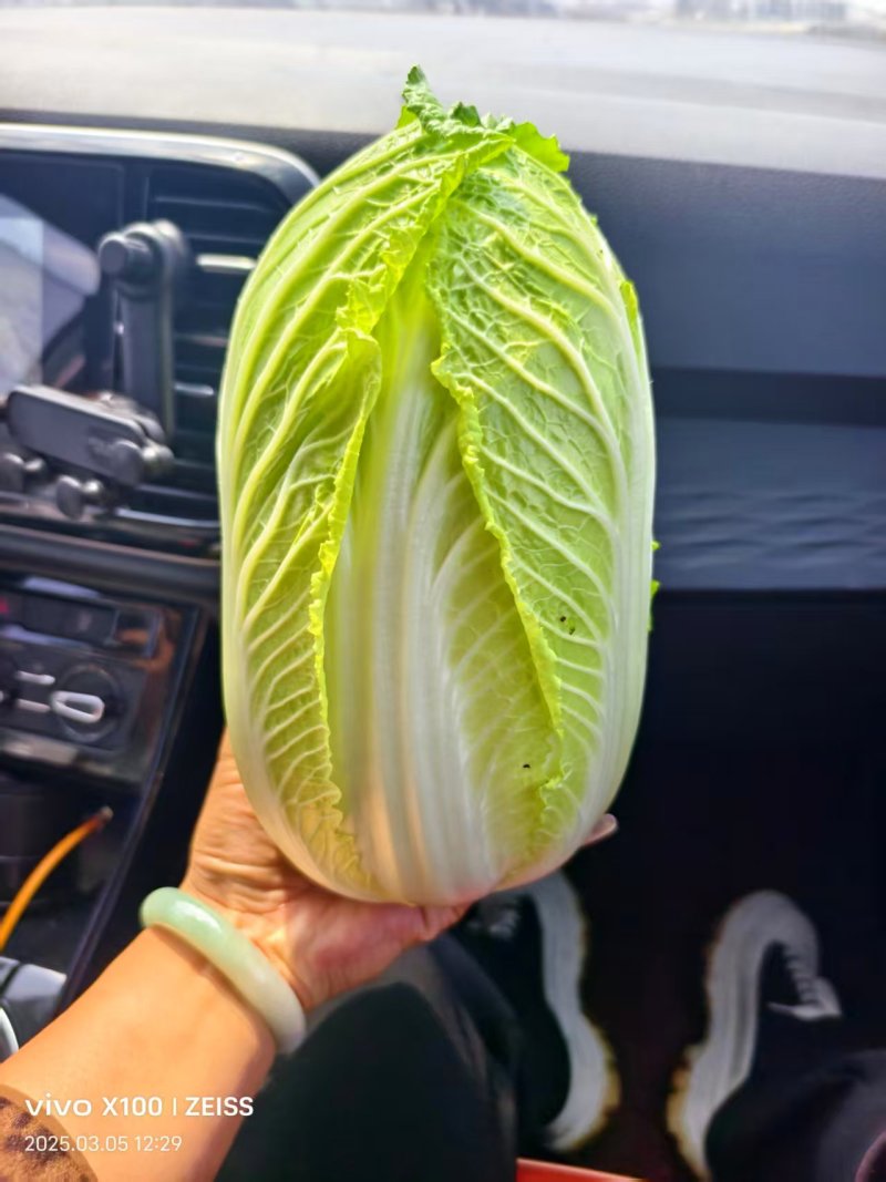 云南精品娃娃菜